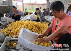 澳门金沙网站秦皇岛市抚宁区“首届黄桃文化节”开幕